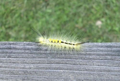 catepillar